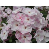 Флокс Phlox Осенний Букет